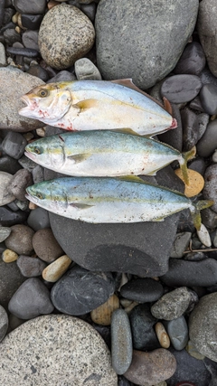 ショゴの釣果