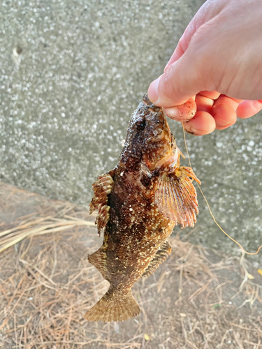 クジメの釣果