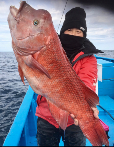 カンダイの釣果