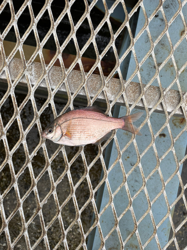 ウミタナゴの釣果