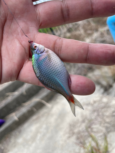 タイリクバラタナゴの釣果