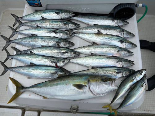 サゴシの釣果