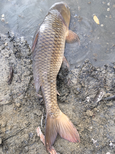 コイの釣果