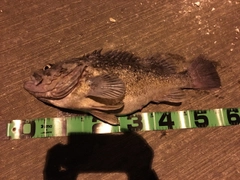 クロソイの釣果