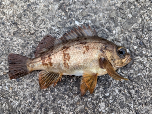 メバルの釣果