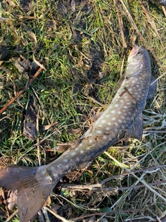 アメマスの釣果