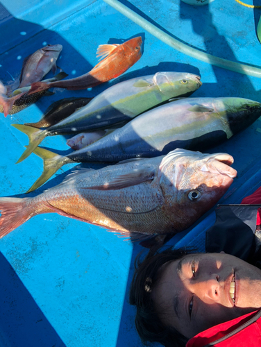 マダイの釣果