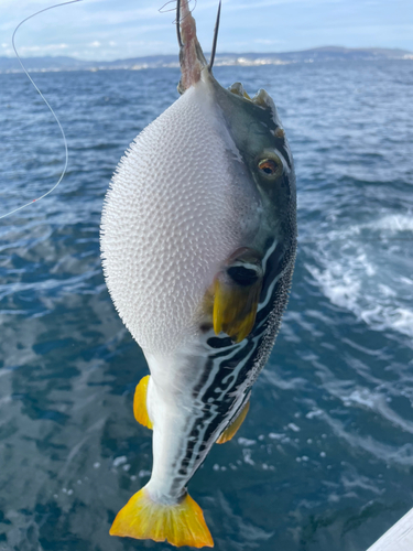 フグの釣果