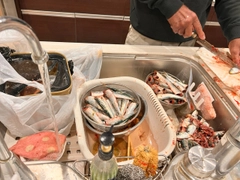 イワシの釣果