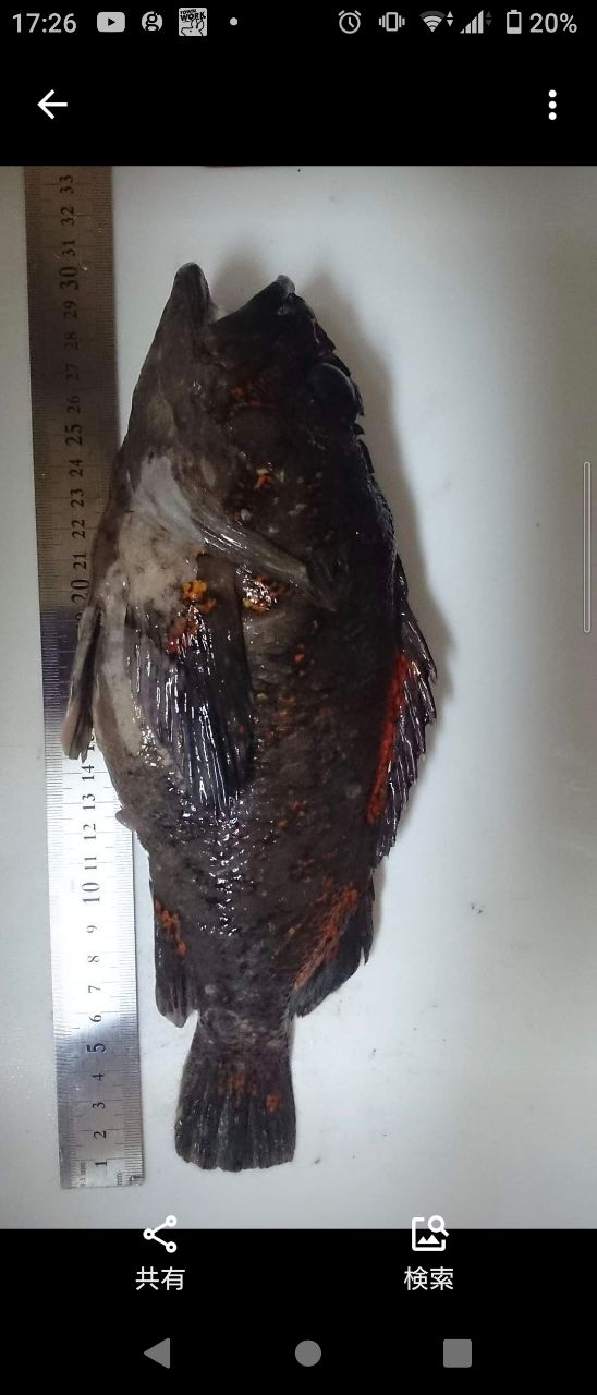 オウゴンムラソイ