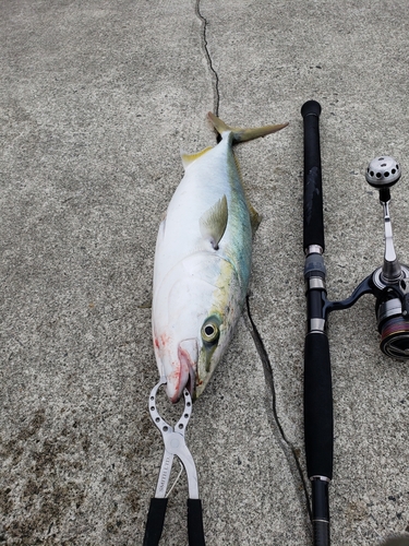 ハマチの釣果