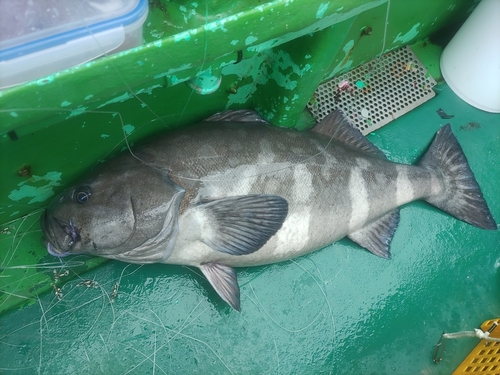 アブラボウズの釣果