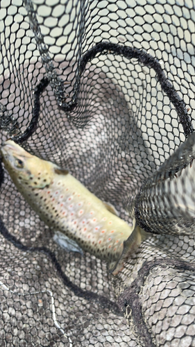 ブラウントラウトの釣果