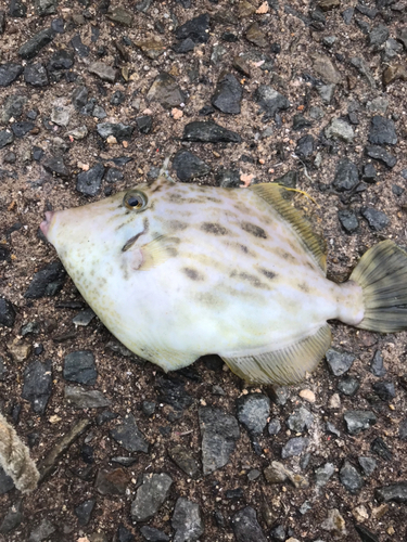 カワハギの釣果