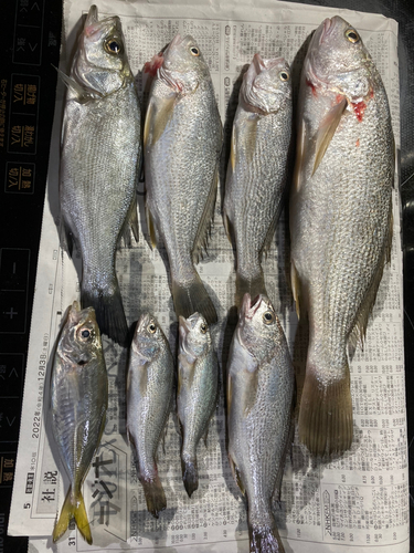 イシモチの釣果