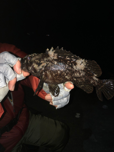 ムラソイの釣果