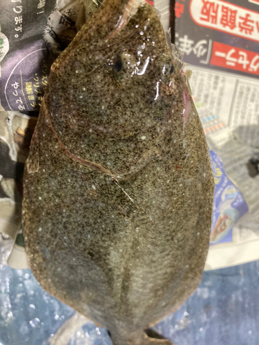 ヒラメの釣果