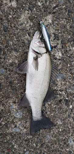 フッコ（ヒラスズキ）の釣果