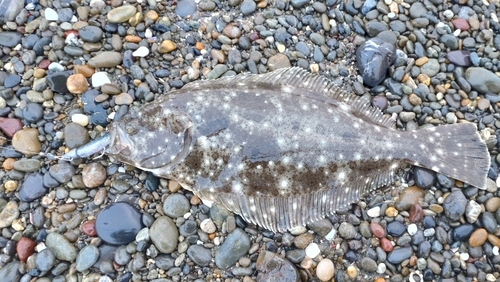 ヒラメの釣果