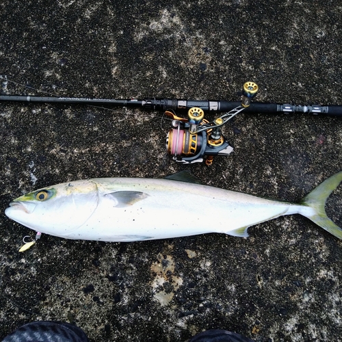 ハマチの釣果