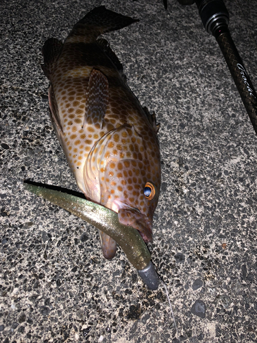 オオモンハタの釣果