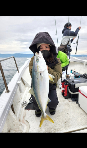 ハマチの釣果