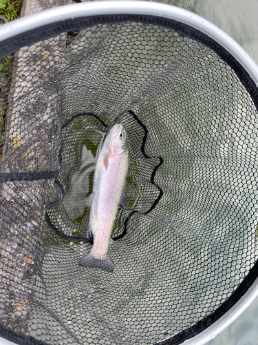 ニジマスの釣果