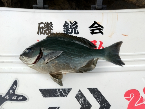 メジナの釣果