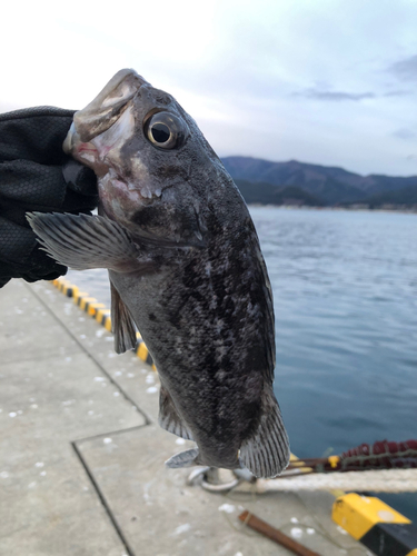 クロソイの釣果