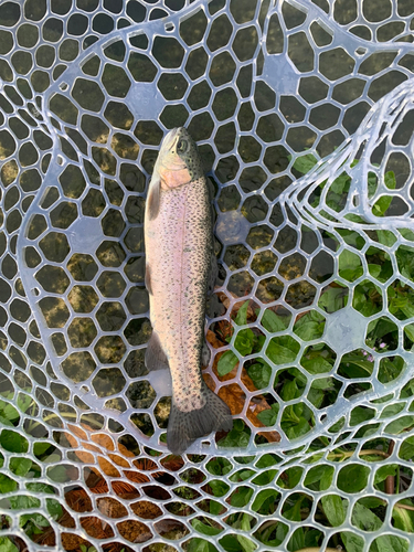 ニジマスの釣果