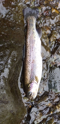 ニジマスの釣果