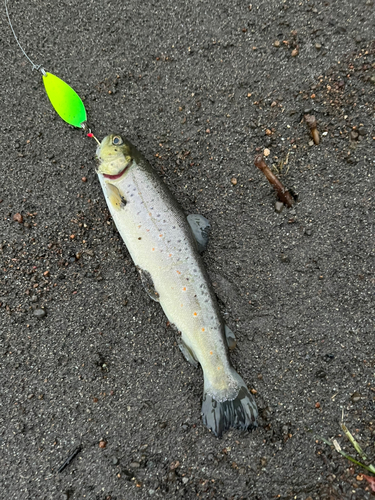 ブラウントラウトの釣果