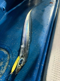 タチウオの釣果