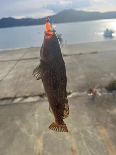 アイナメの釣果