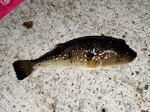 ショウサイフグの釣果