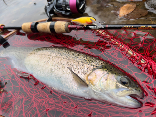 ニジマスの釣果