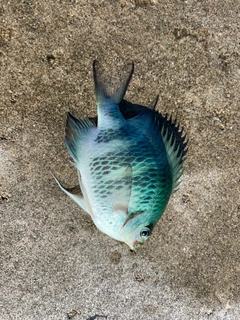 オヤビッチャの釣果