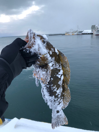 アブラコの釣果