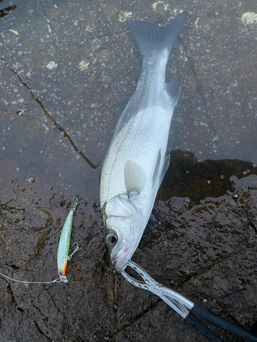 ヒラスズキの釣果