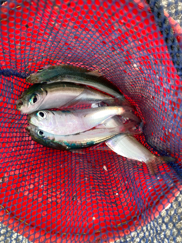 サッパの釣果