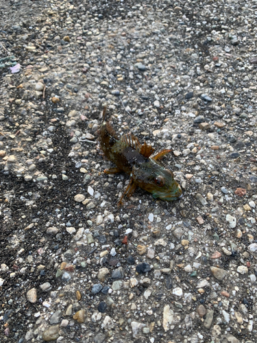 アナハゼの釣果