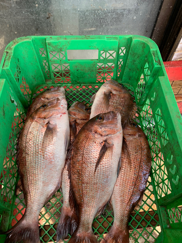 タイの釣果