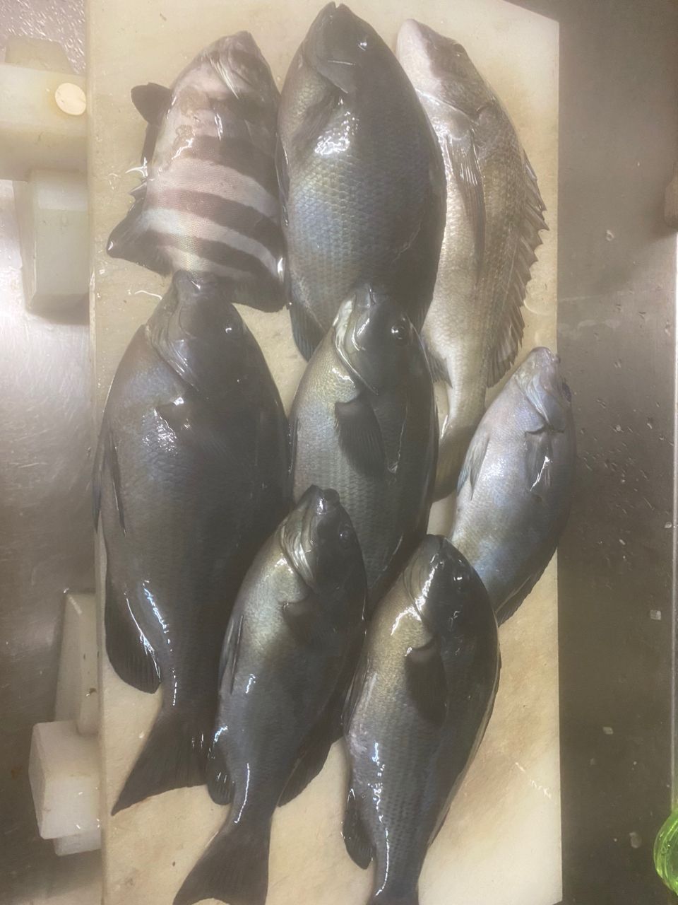 turisuki konitanさんの釣果 2枚目の画像