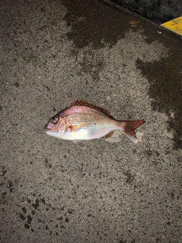 マダイの釣果