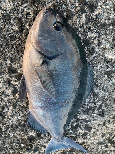 オナガグレの釣果