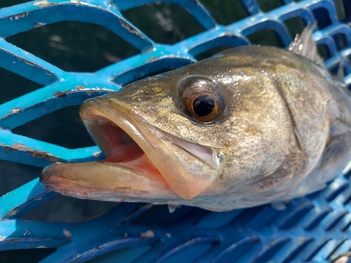 フッコ（マルスズキ）の釣果