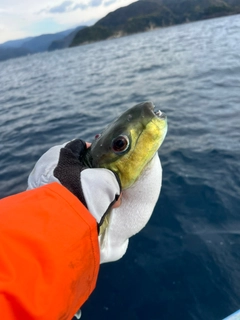 シロサバフグの釣果