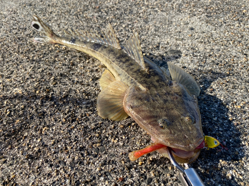 マゴチの釣果