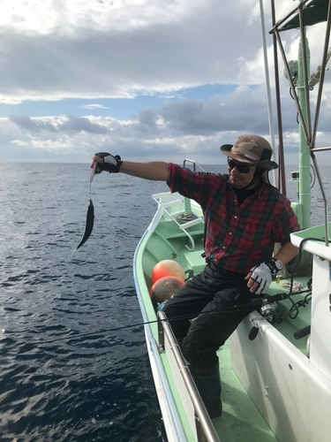 マサバの釣果