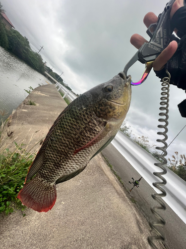 ティラピアの釣果